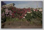 03_garden_flowers_74.jpg