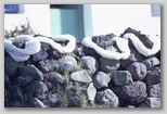 03_wool_scanes_79.jpg