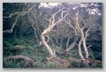 05_phylica_arbora.jpg