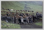 14_ox_cart_79.jpg