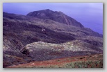 29_joeys_garden72.jpg