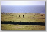 33_grassland.jpg