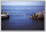 35_harbour_bathing.jpg